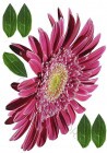 Falmatrica (faltetoválás) öntapadós faldekoráció 4 lap/csomag 50x35cm - 5300 Gerbera / 1 csomag